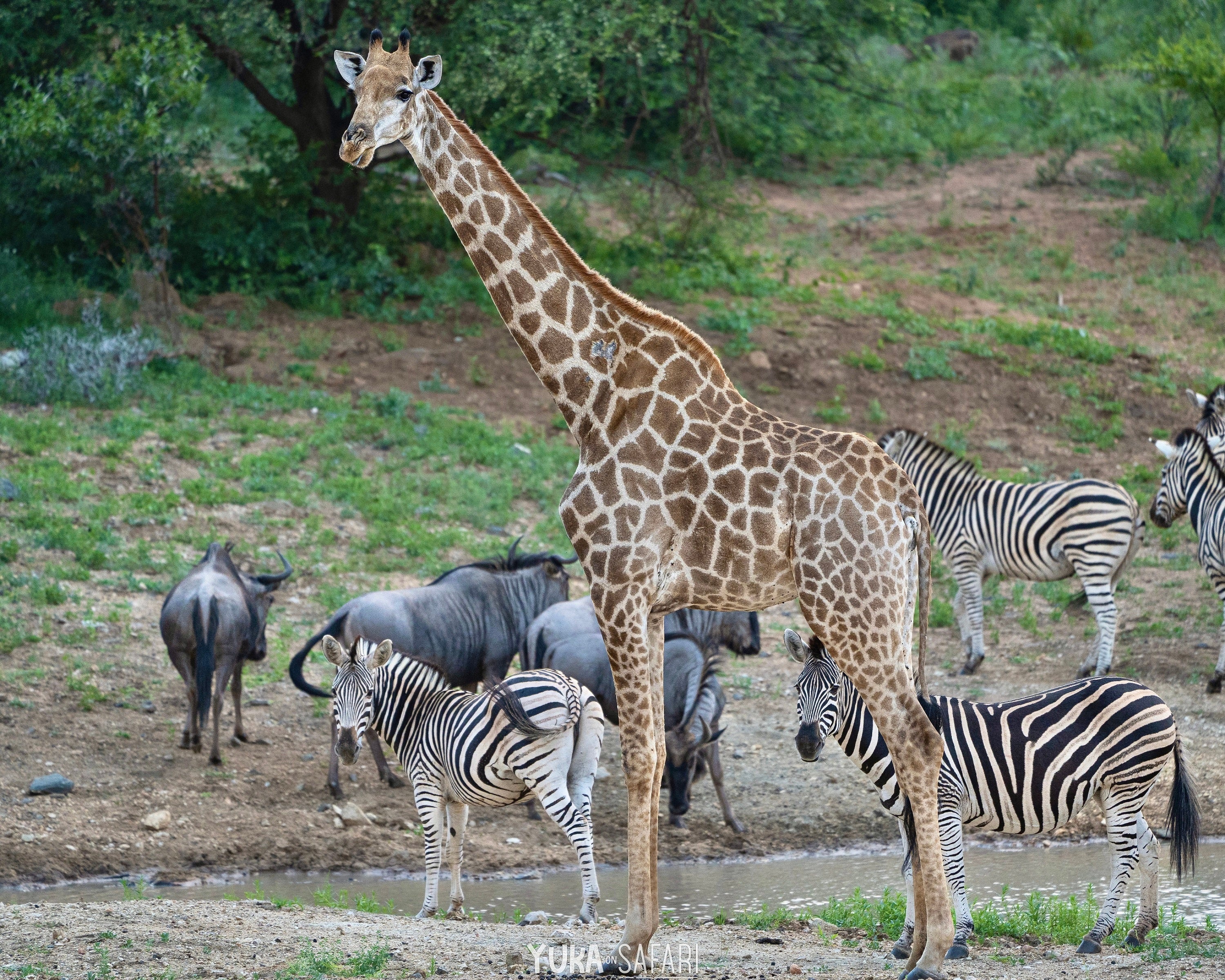 写真提供：サファリガイド　太田ゆか
