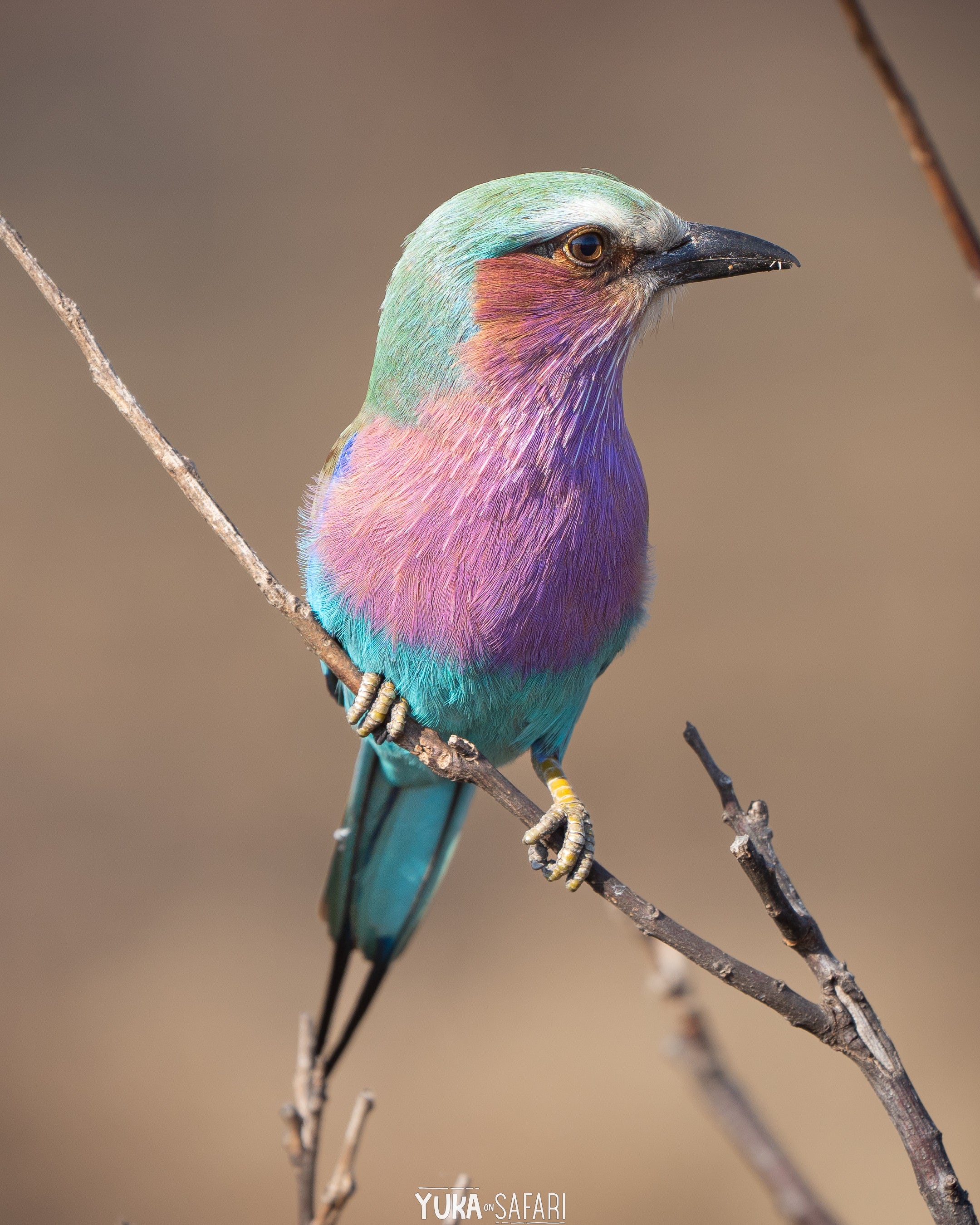 写真提供：サファリガイド　太田ゆか