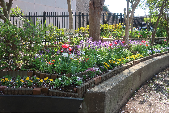 優秀賞　図師川嶋公園花の会