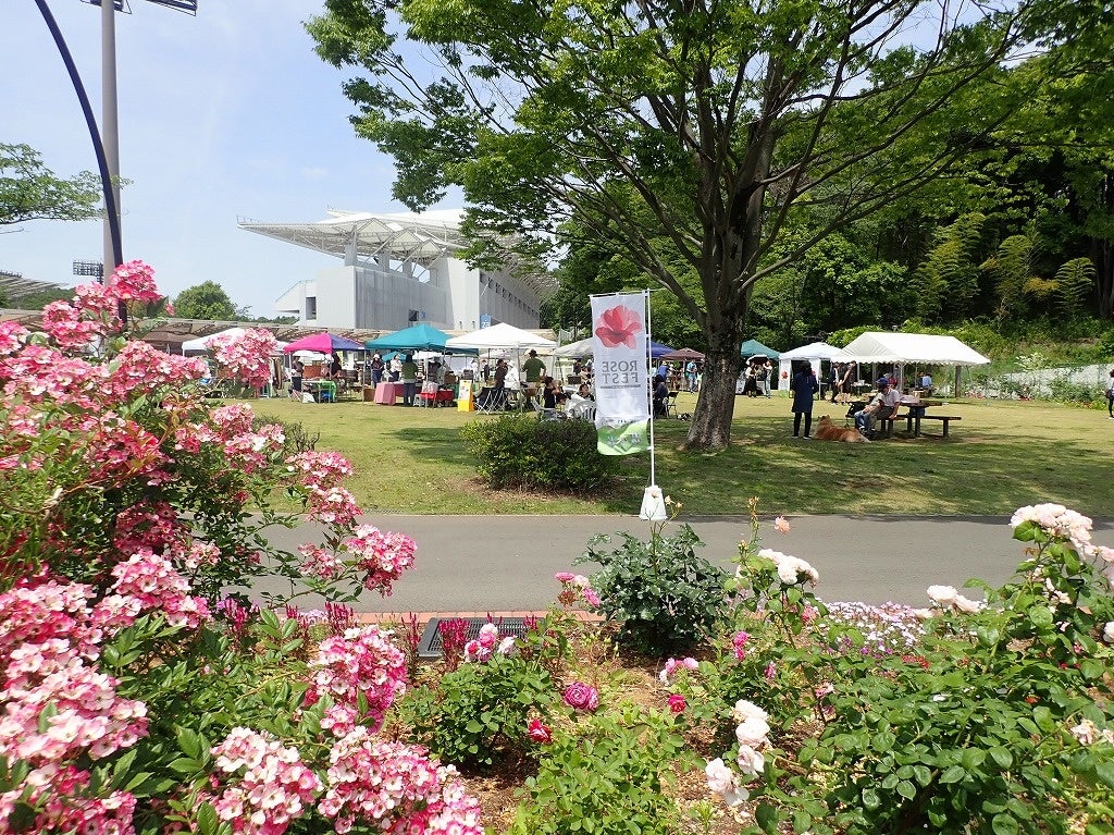花畑の中の楽園 Cherry blossom at Shichitaniga Sakura Park, Kameoka Kxoto