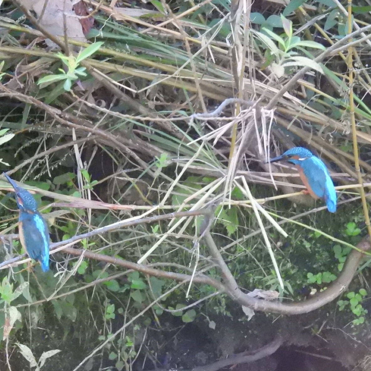 2022年10月投稿　カワセミ