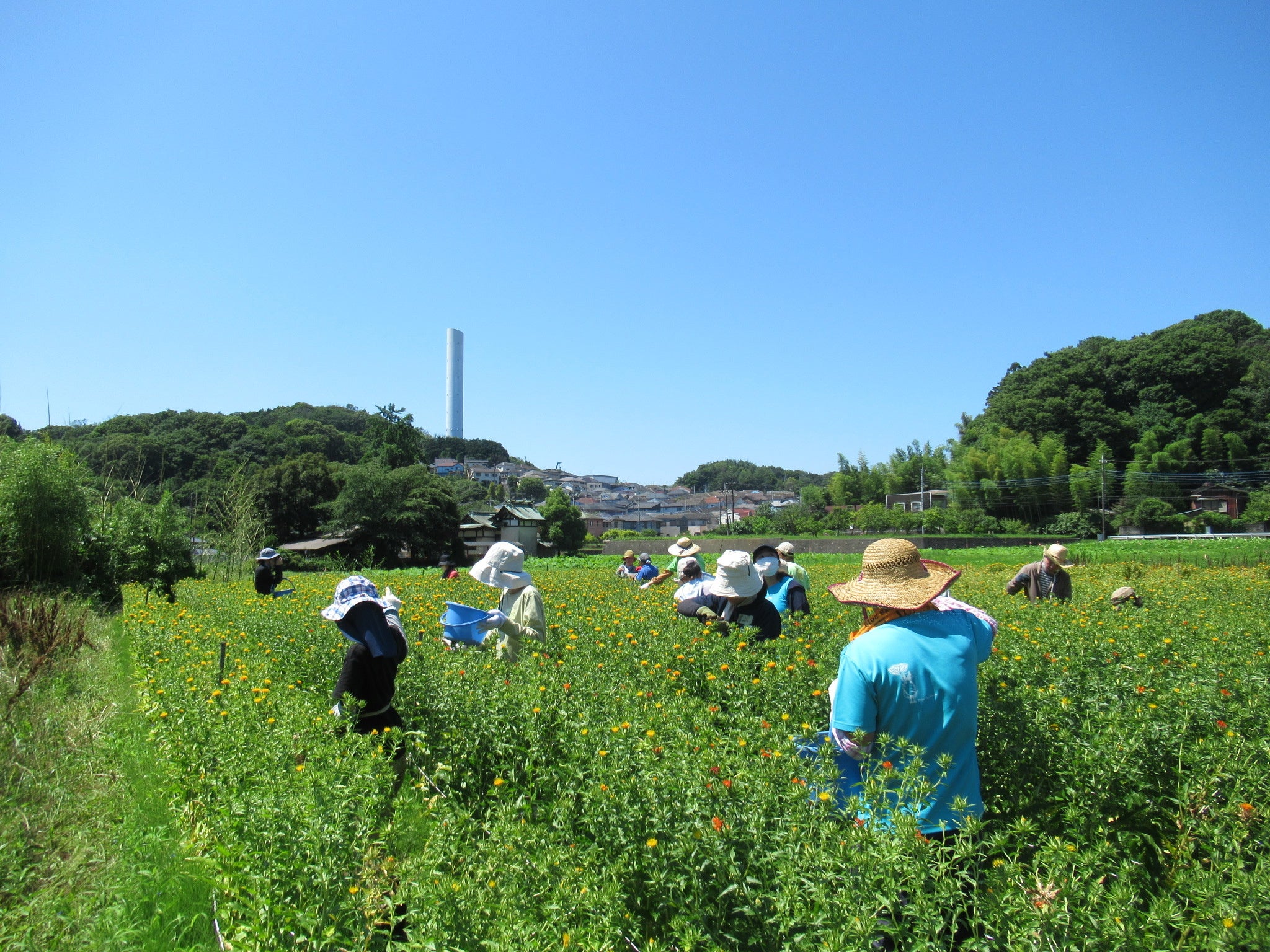 農工調和の地方田園都市 企業城下町山形県長井市の中小企業と農業/新評論/関満博（単行本） 農工調和の地方田園都市 企業城下町山形県長井市の中小企業と