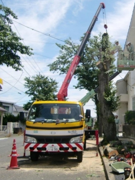 街路樹伐採の様子