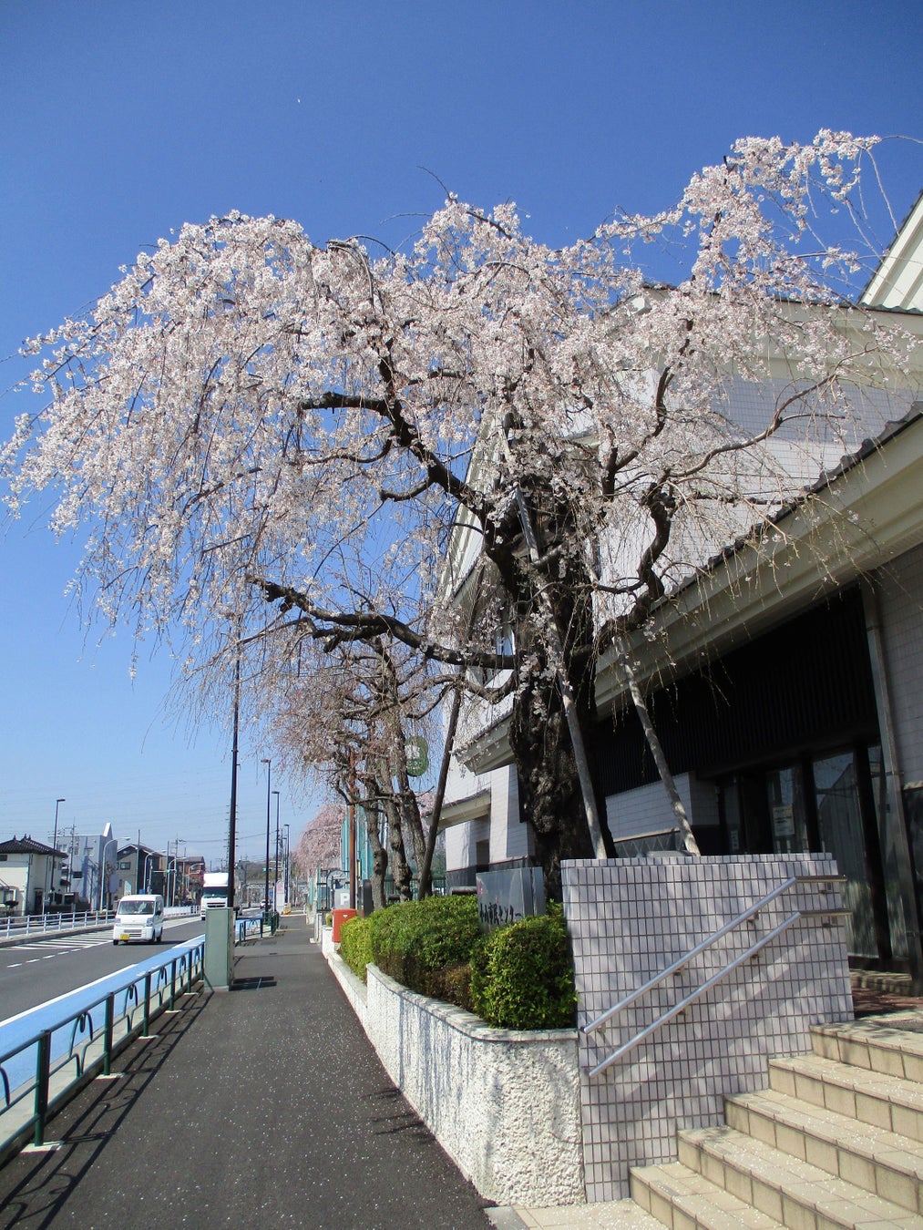 2023年小山市民センターの桜