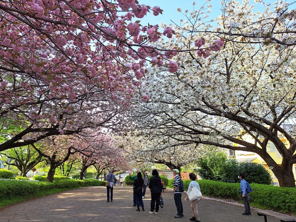 過去の尾根緑道の桜