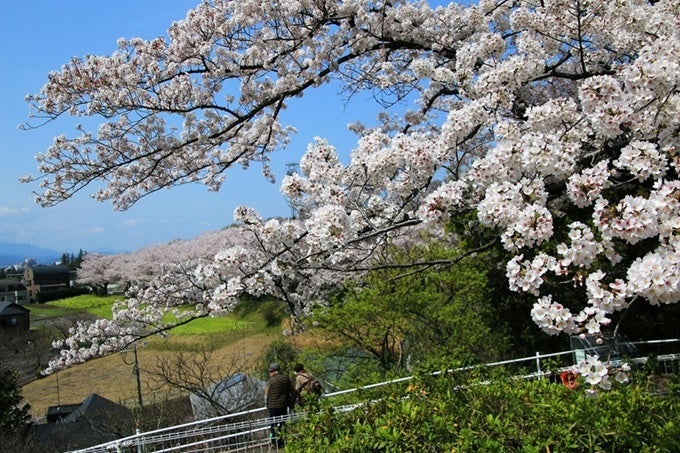 過去の尾根緑道の桜