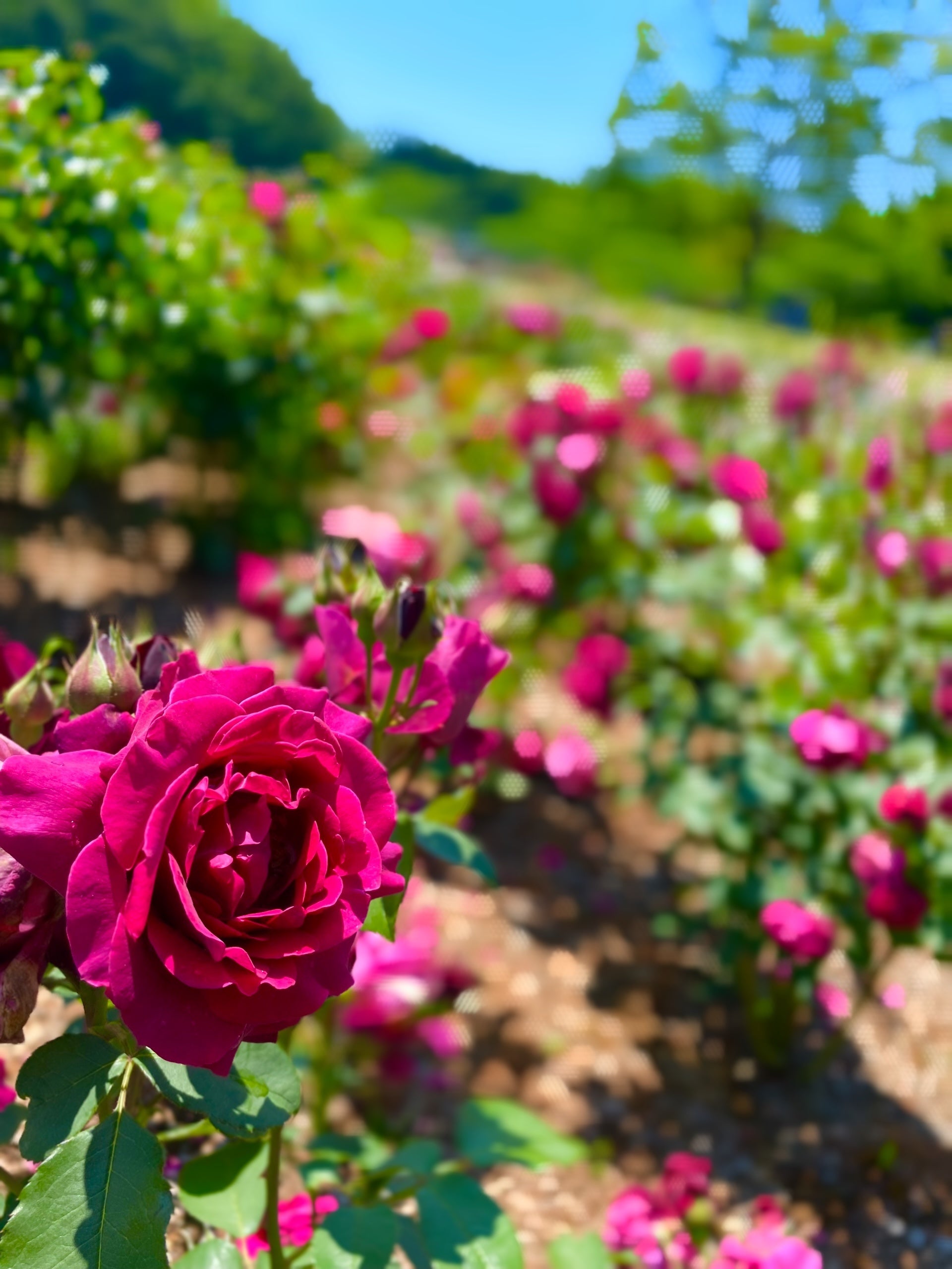 東京都町田市】野津田公園「Rose Fest 2024 春」を開催します | 町田