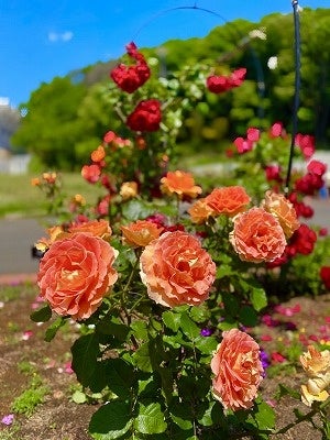 東京都町田市】野津田公園「Rose Fest 2024 春」を開催します | 町田