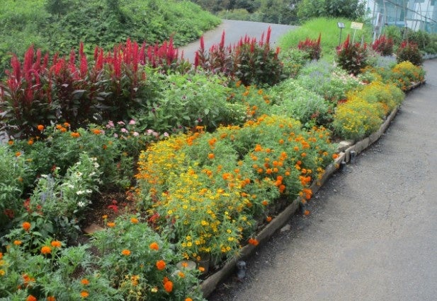 【優秀賞】真光寺町・矢車会