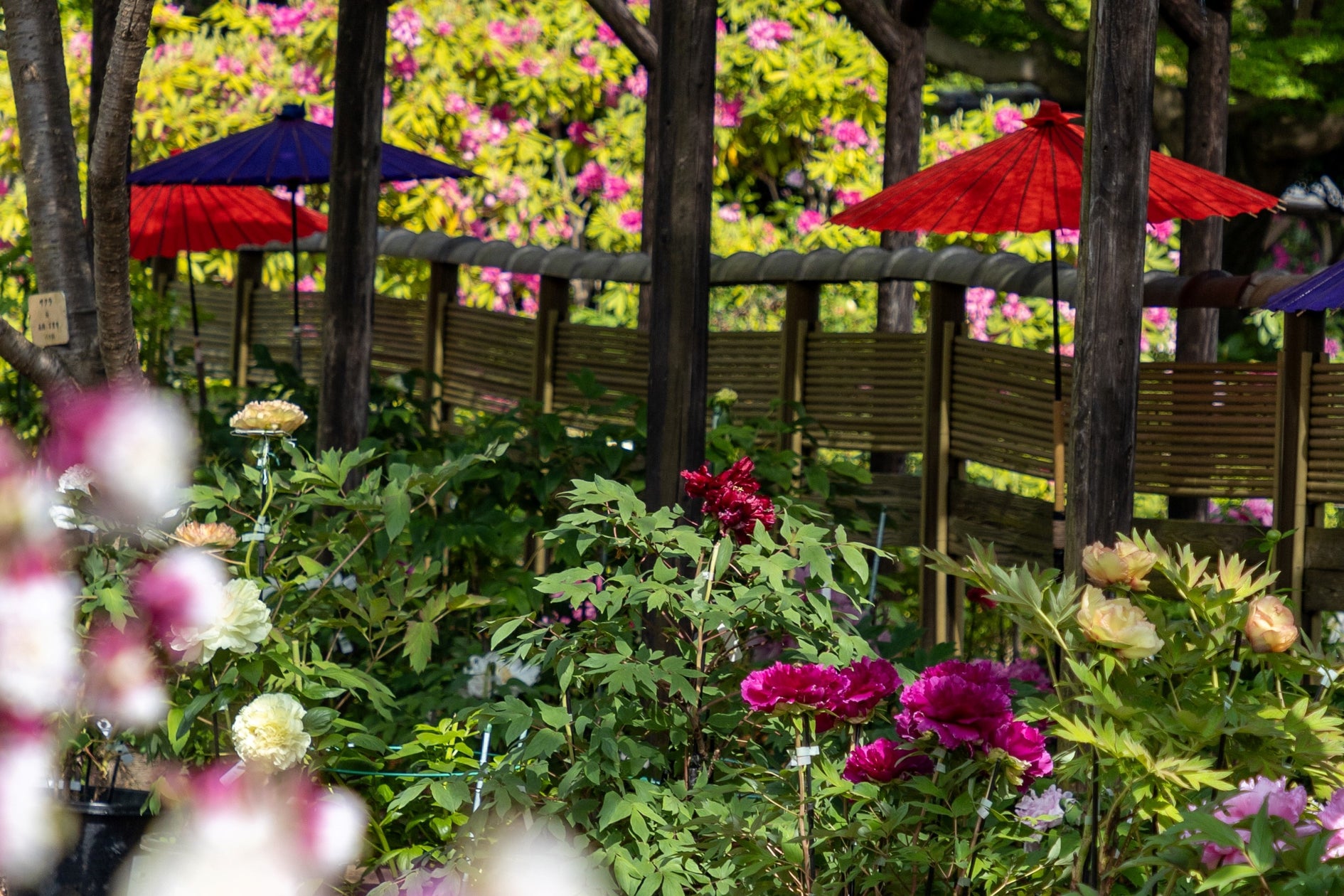 町田薬師池公園四季彩の杜 春フェア2026~花の便り~