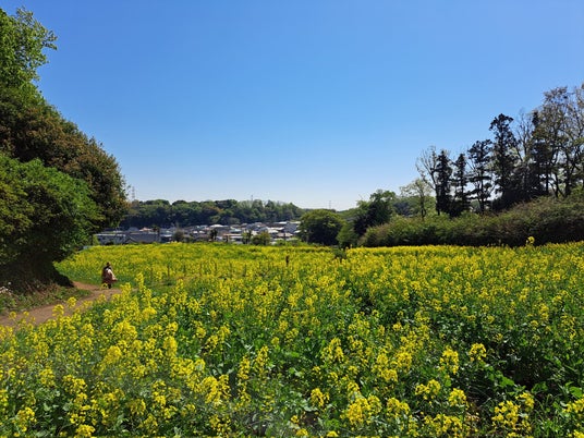 【東京都町田市】「町田薬師池公園四季彩の杜 春フェア2026~花の便り~」を開催します 【東京都町田市】「町田薬師池公園四季彩の杜 春フェア2026~花の便り~」を開催します