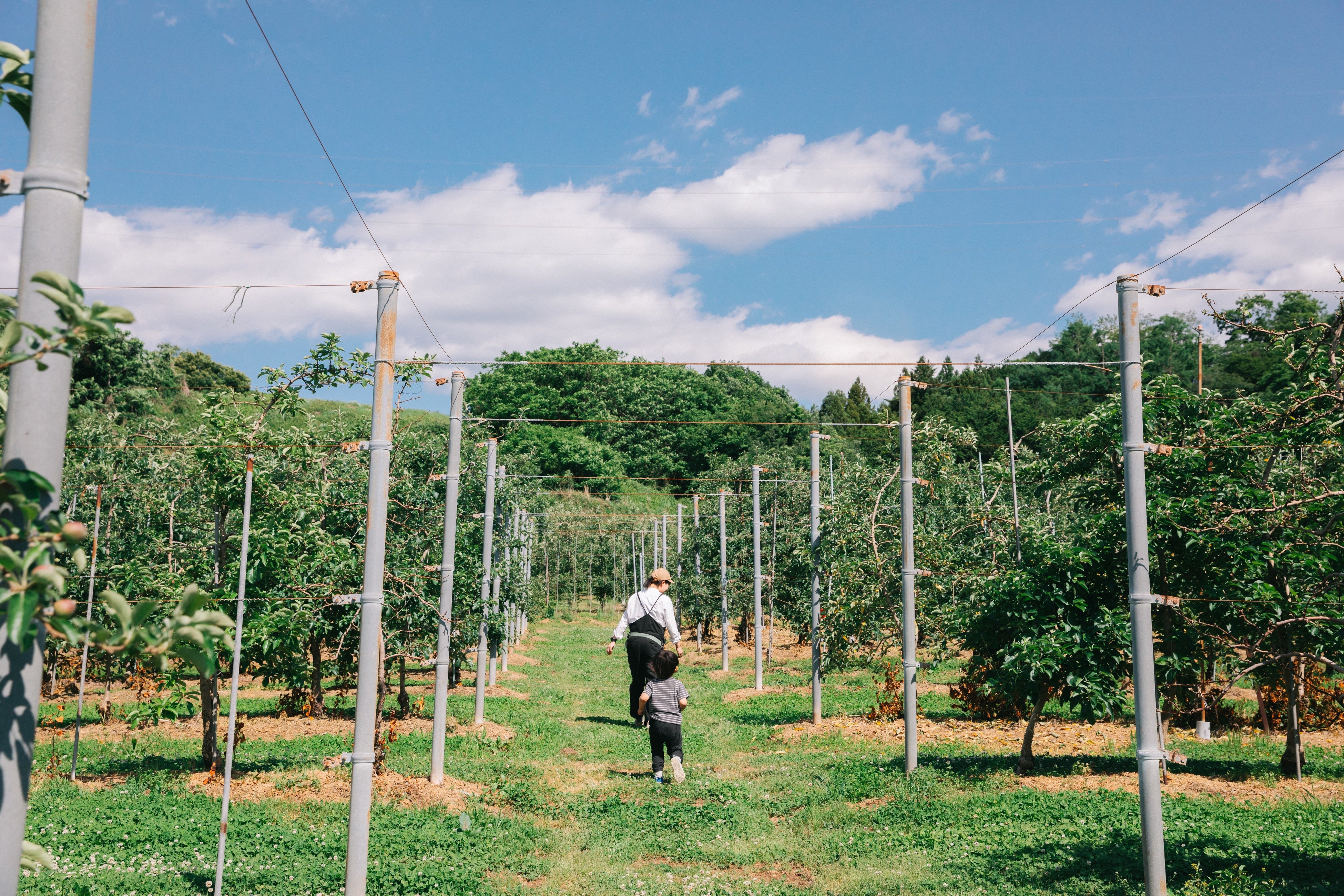 太陽農場のりんご畑