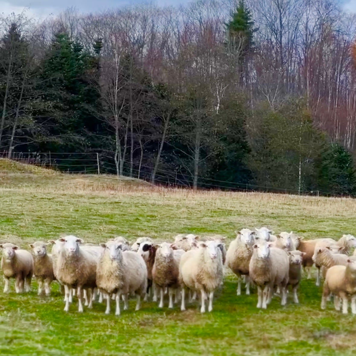 試験飼育中の自家繁殖羊たち（親羊）
