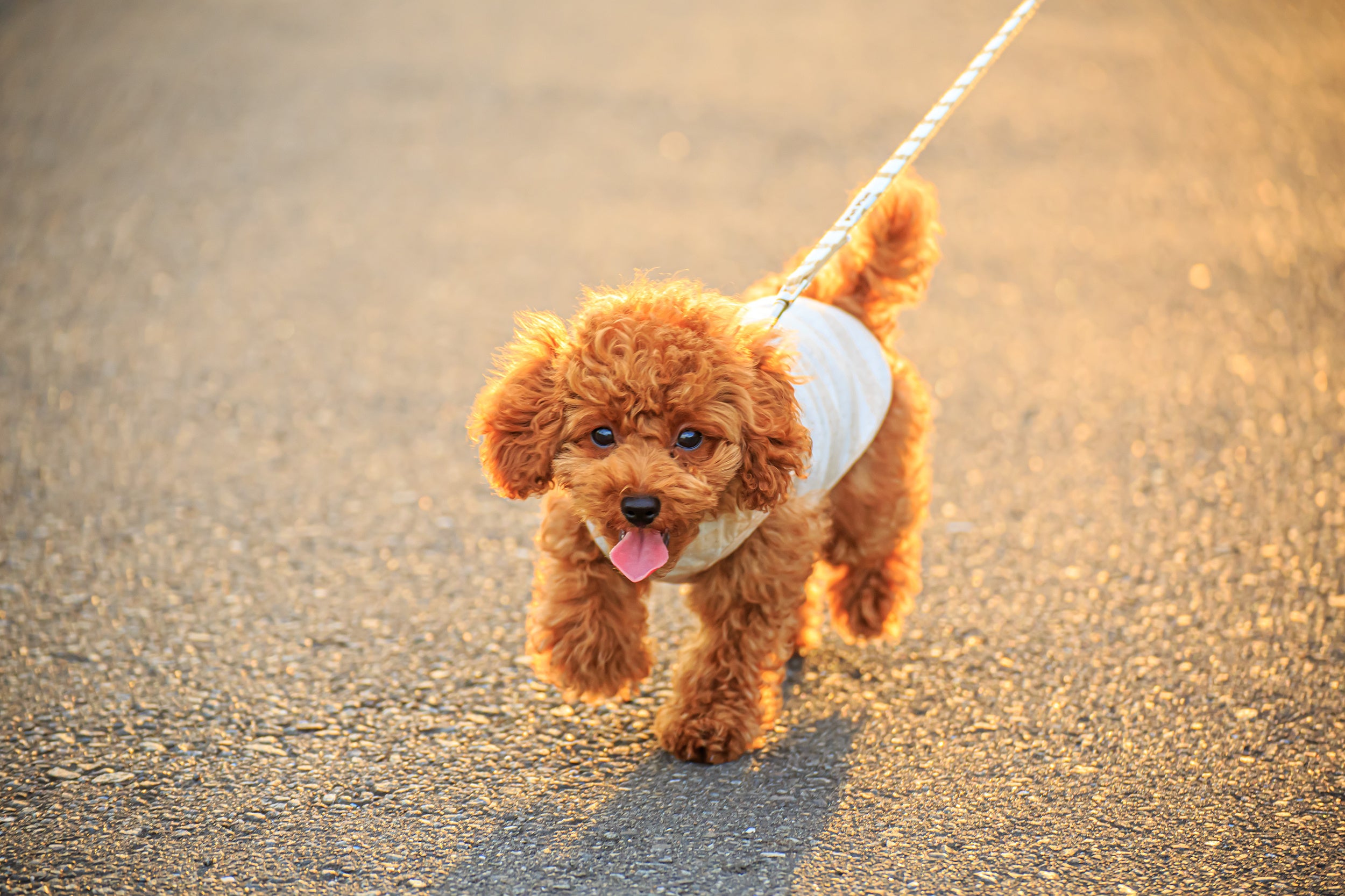 画像は、Shutterstock.comのライセンスに基づいて使用しています。