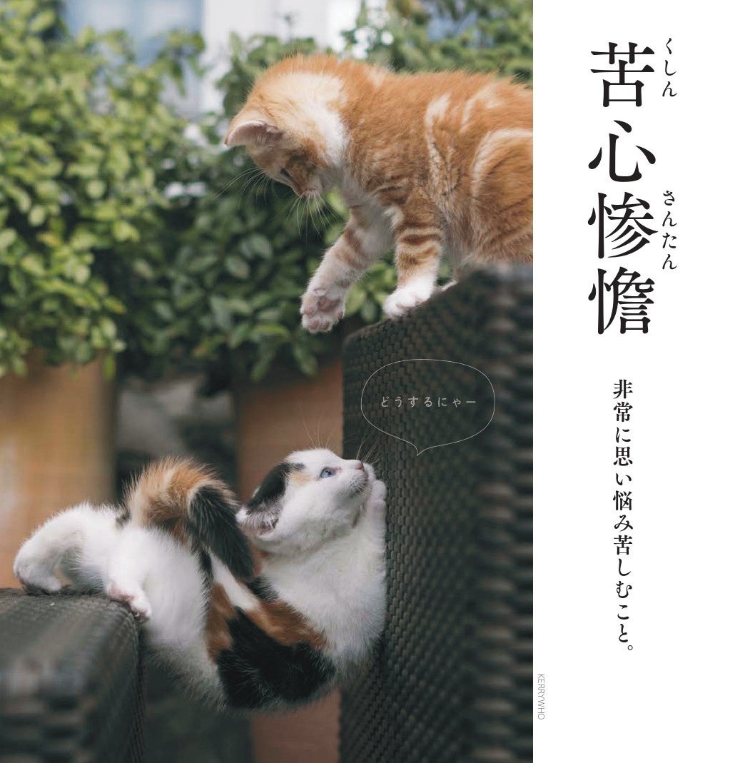 かまいたち山内さんも絶賛 猫を眺めてほっこりしているうちに なぜか賢くなれる写真集 株式会社飛鳥新社のプレスリリース かまいたち山内さんも絶賛 猫を眺めてほっこりしているうちに なぜか賢くなれる写真集 株式会社飛鳥新社のプレスリリース