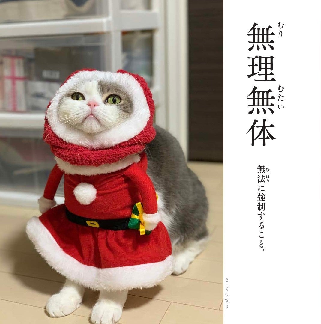 かまいたち山内さんも絶賛 猫を眺めてほっこりしているうちに なぜか賢くなれる写真集 株式会社飛鳥新社のプレスリリース かまいたち山内さんも絶賛 猫を眺めてほっこりしているうちに なぜか賢くなれる写真集 株式会社飛鳥新社のプレスリリース