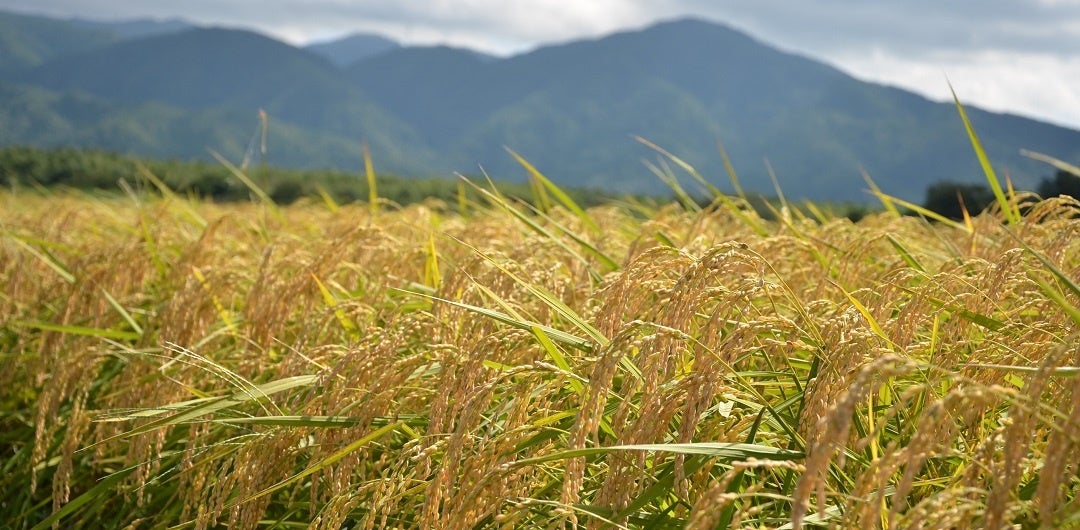 京都丹波産「キヌヒカリ」最高評価『特A』3年連続獲得～