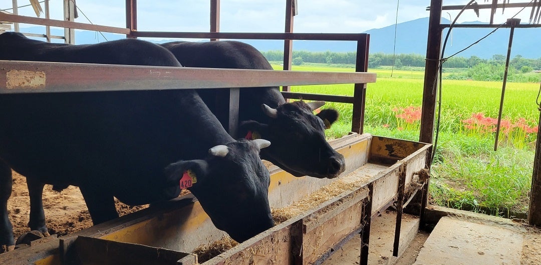 亀岡牛の飼育