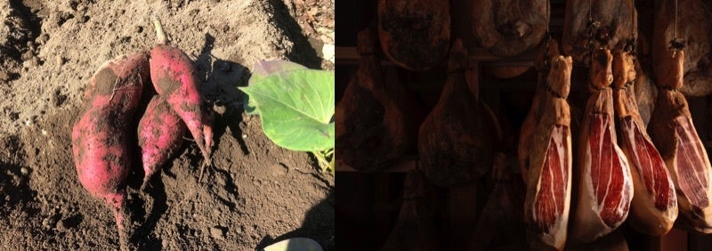 （左）はなぶさ有機農園（右）とんとん広場