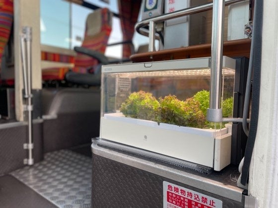 車内で野菜栽培