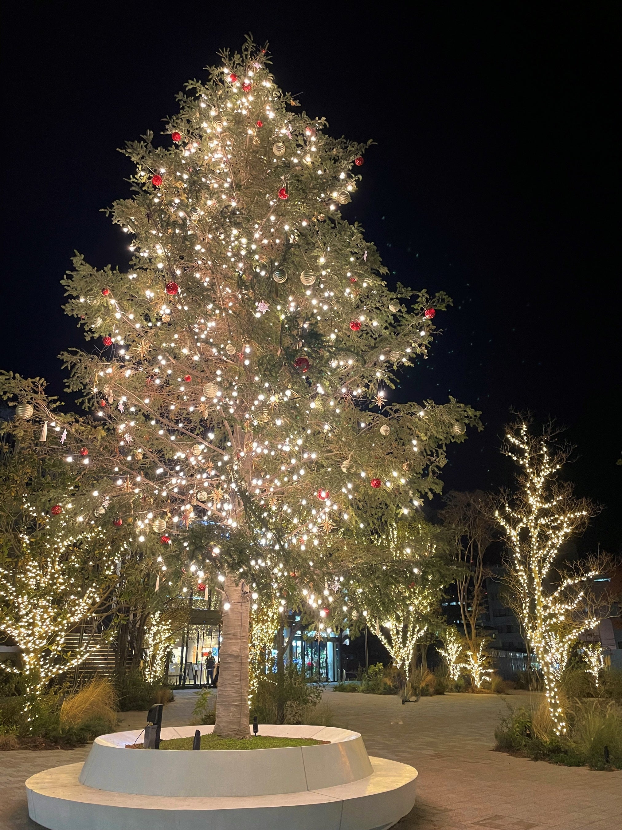 杜の街グレースクリスマスツリー