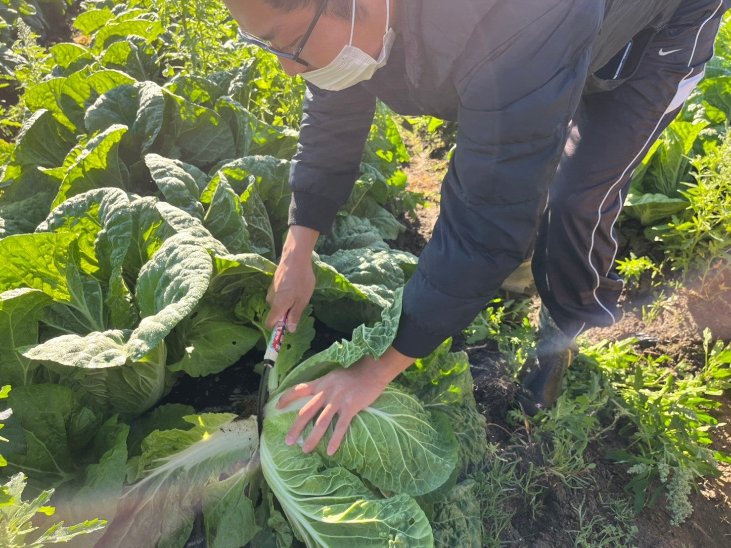 畑での収穫体験