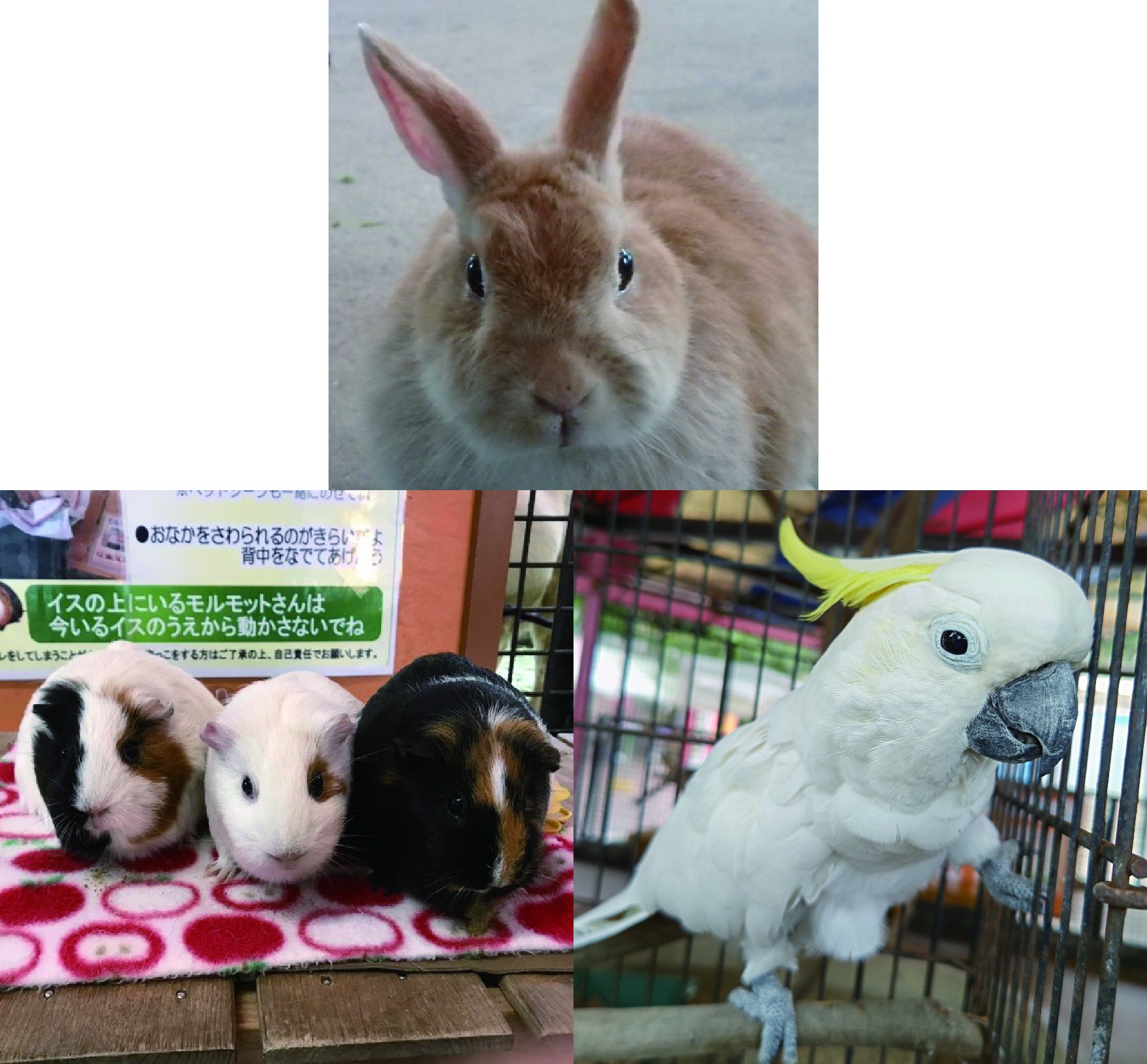 池田動物園の人気の動物たちと触れ合える