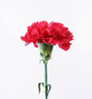 ※写真はイメージです