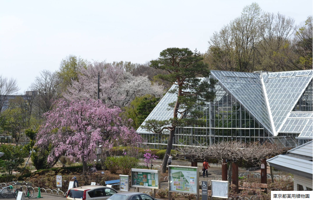 食の安全都民講座 これ食べられる 有毒植物の見分け方講座 オンライン配信 東京都のプレスリリース