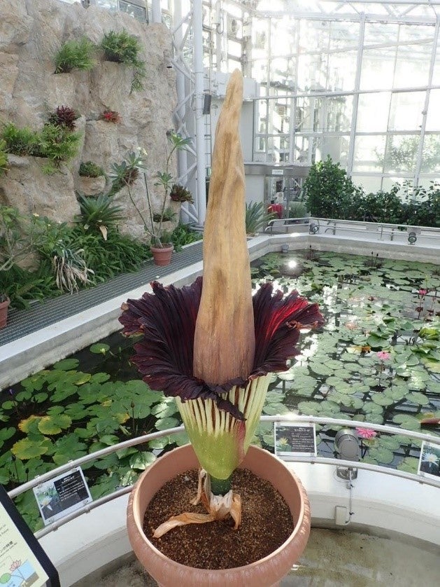 神代植物公園 臨時開園 早朝開園のお知らせ 東京都のプレスリリース 神代植物公園 臨時開園 早朝開園のお知らせ 東京都のプレスリリース