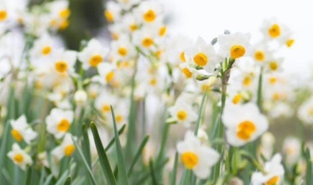 圧巻！20万輪のスイセンと太陽光イルミで春の訪れを感じる葛西臨海公園