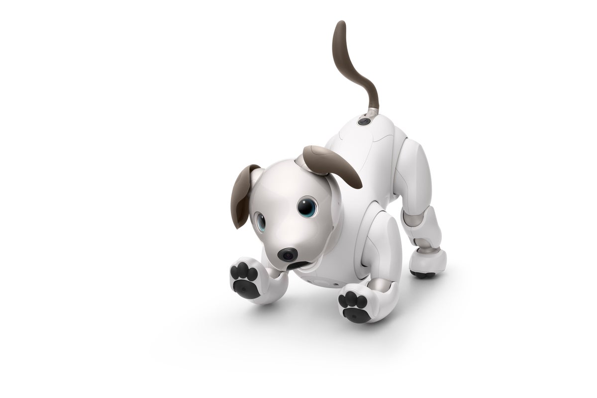 aibo