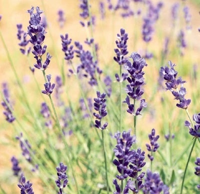 ラベンダー