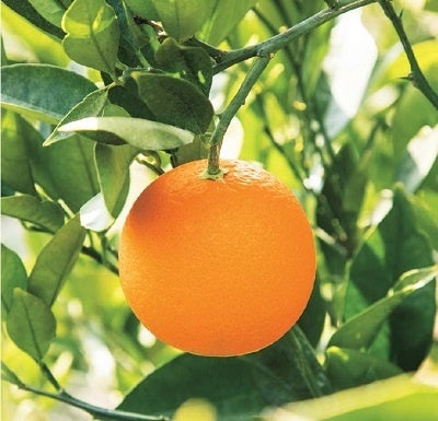 スイートオレンジ