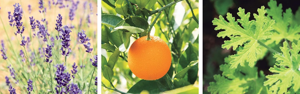 寒暖差による体調の変化を感じたときに使う精油TOP3は「ラベンダー」「スイートオレンジ」「ゼラニウム」