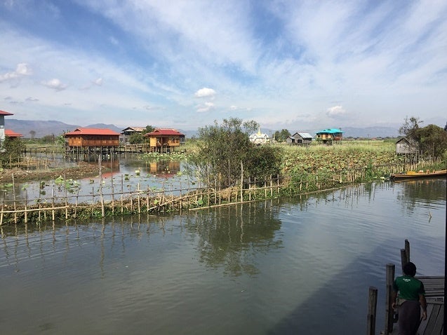 奥に生えているのが蓮（インレー湖）