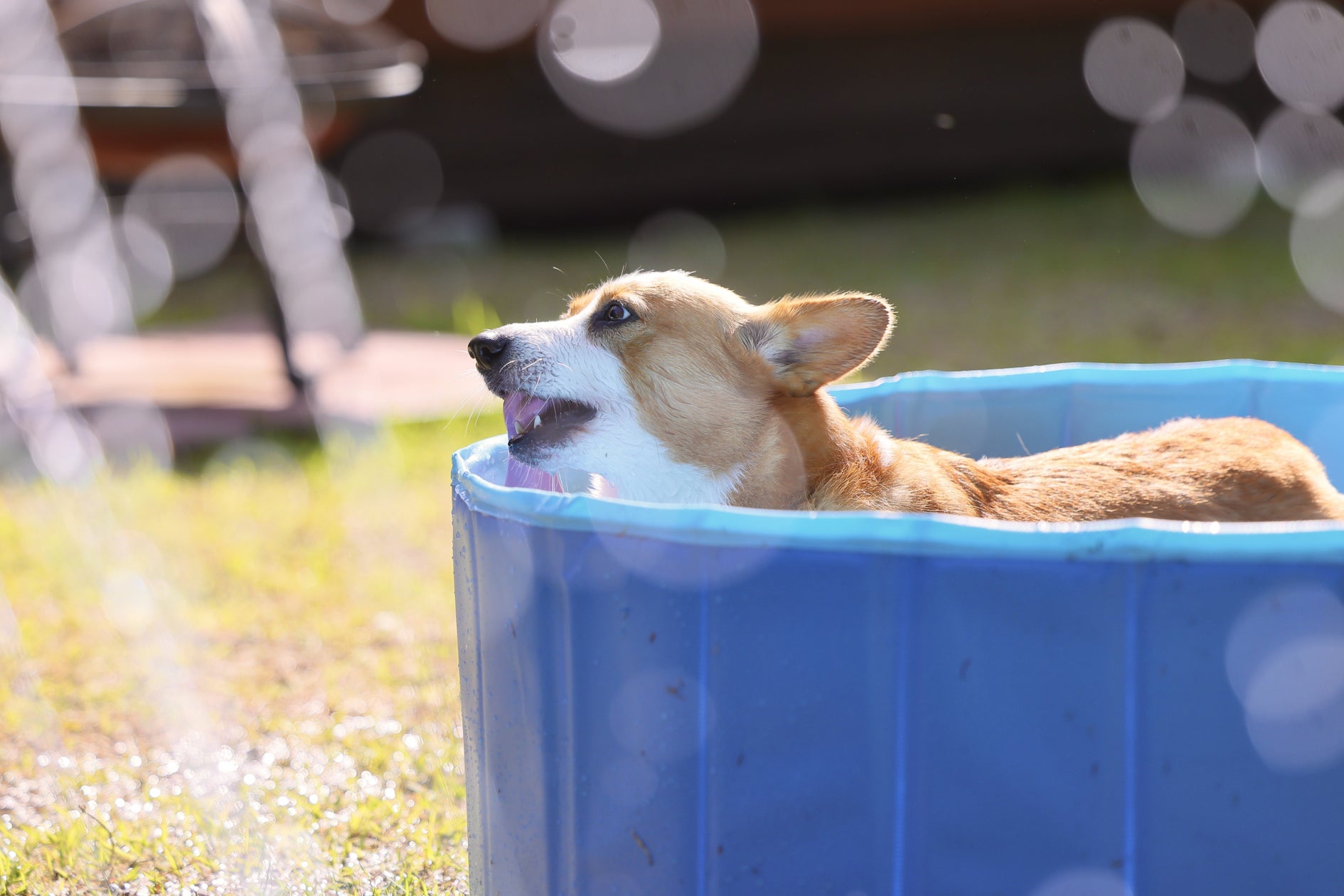 【最大30%OFF】夏の愛犬旅行に!全室「愛犬専用ミニプール」新登場。全棟ドッグラン&サウナ付きの「ドッグヴィラ広島」が『早割キャンペーン』を販売開始