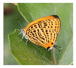 ウラナミアカシジミ