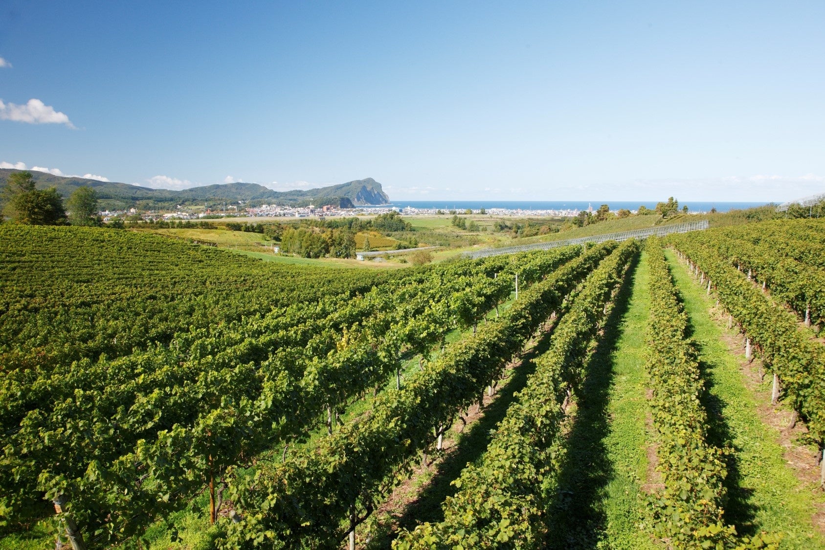 日本海を望む余市町のブドウ畑
