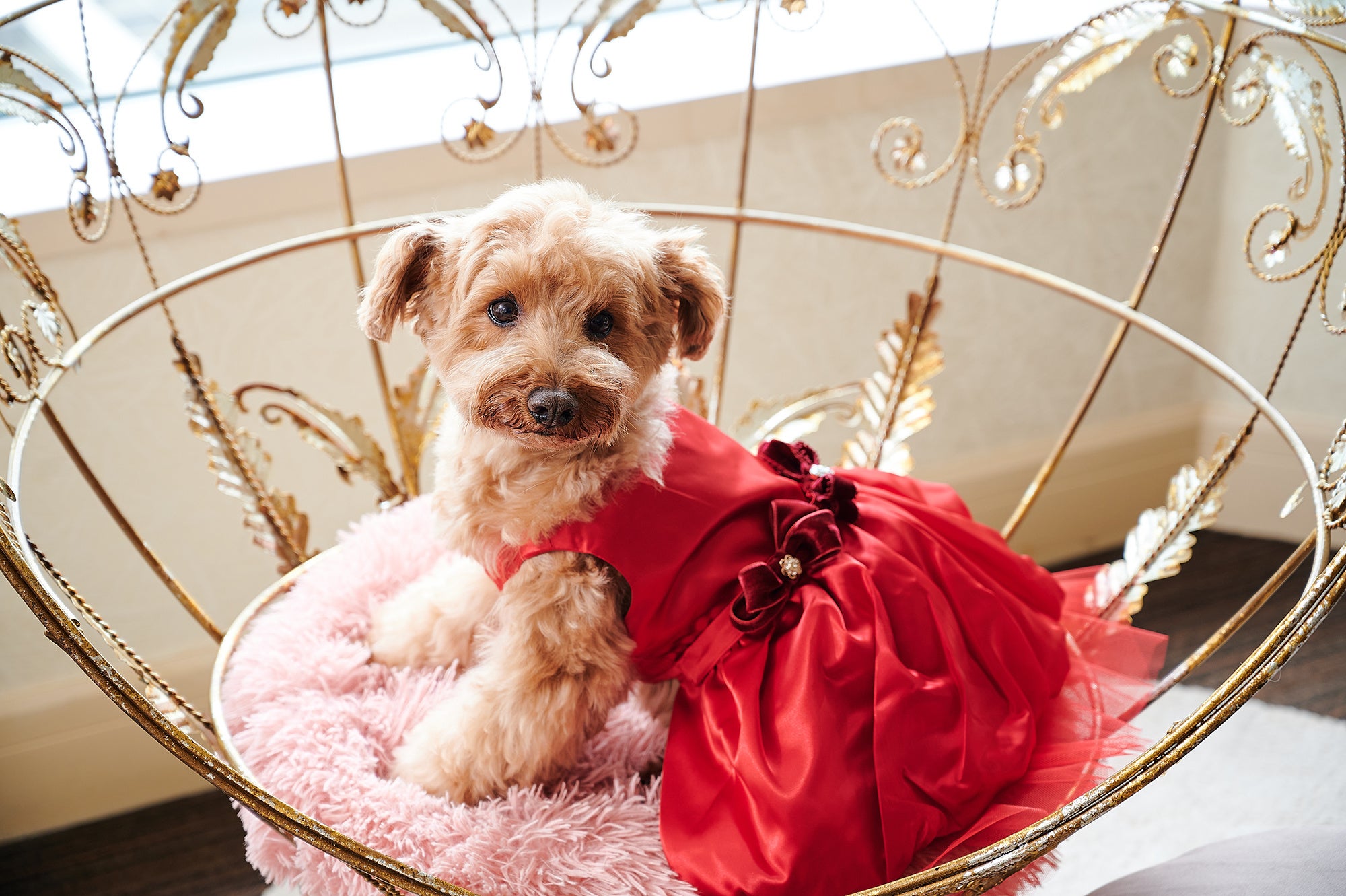 わんちゃん用ウェディングドレスやタキシードをお貸し出し