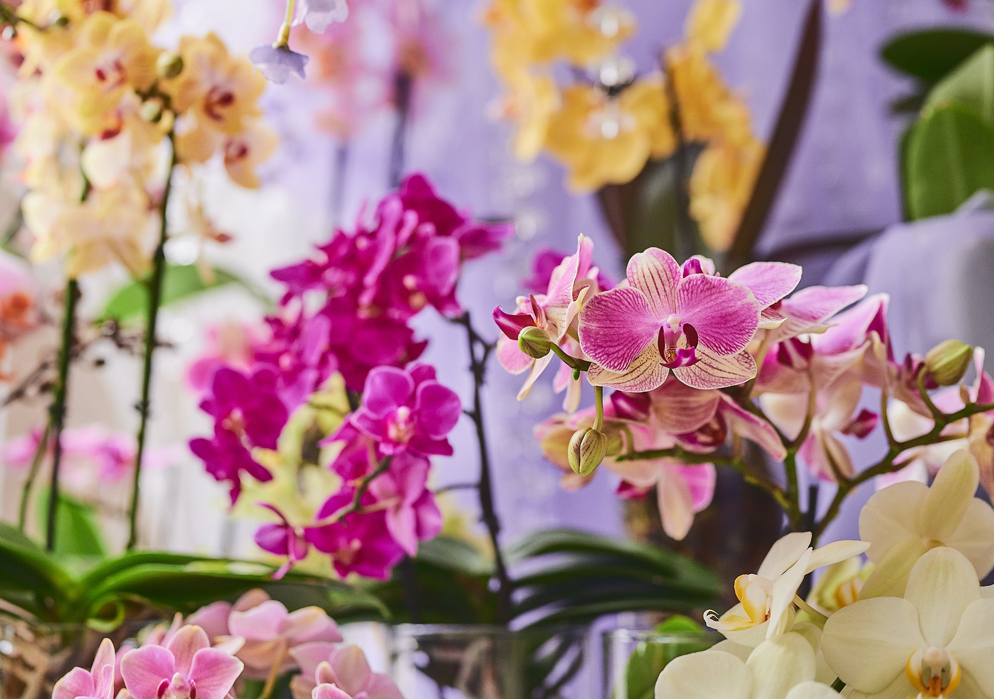 国内最大級のミディ胡蝶蘭の生産農園「椎名洋蘭園」とコラボレーションしたスイーツブッフェを開催