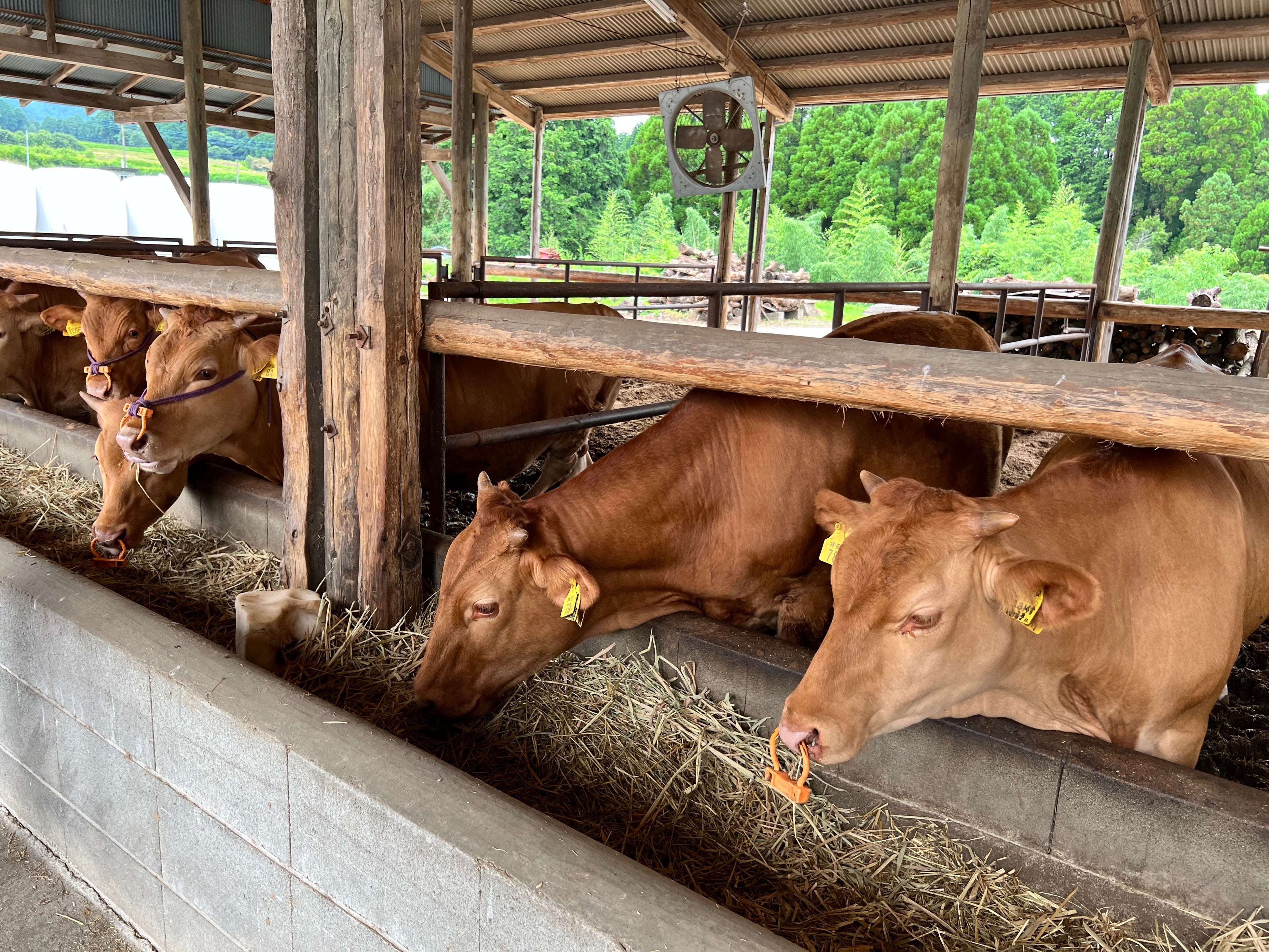 阿蘇の豊かな大地と水で育まれた”くまもとあか牛”
