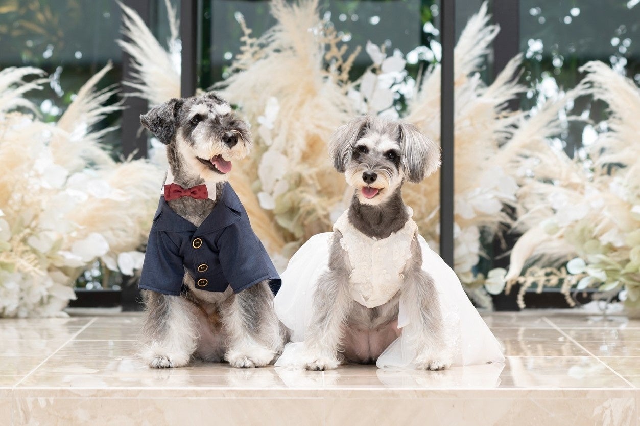 オーダーメイドの愛犬用ドレス・タキシード（※当日は受注のみ）