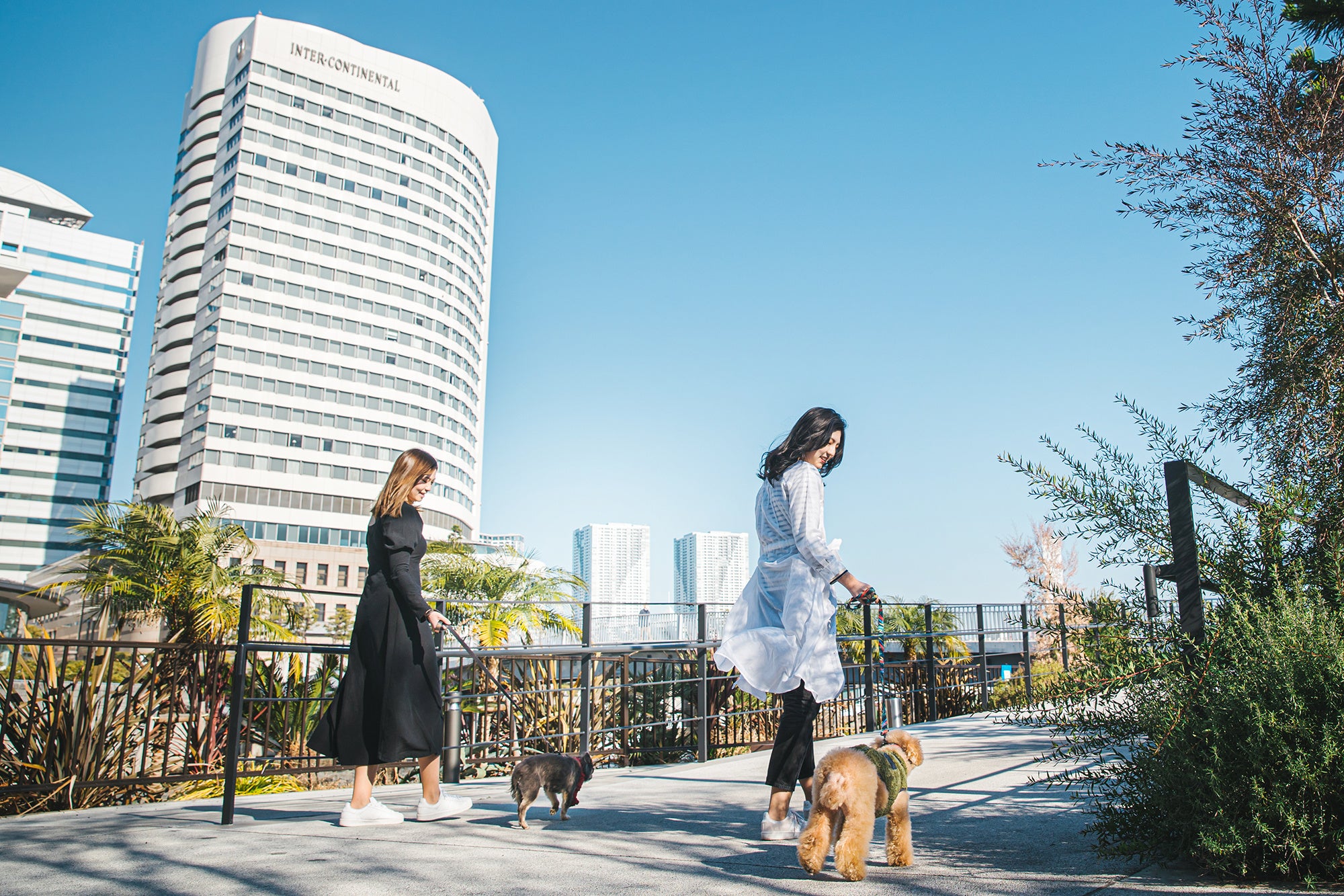 竹芝桟橋ではリードをつけて愛犬との散策ができる