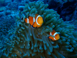 カクレクマノミ