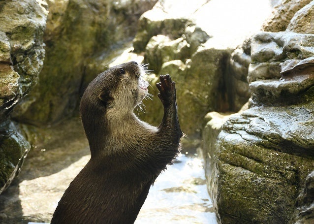 新江ノ島水族館のコツメカワウソ