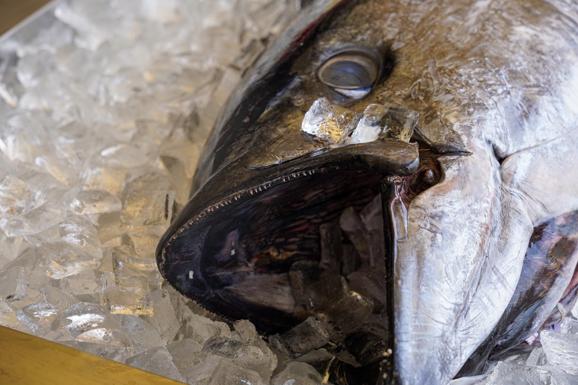 まぐろファン必見！まぐろ一筋の浜松仲卸SANKO海商が行う、天然生