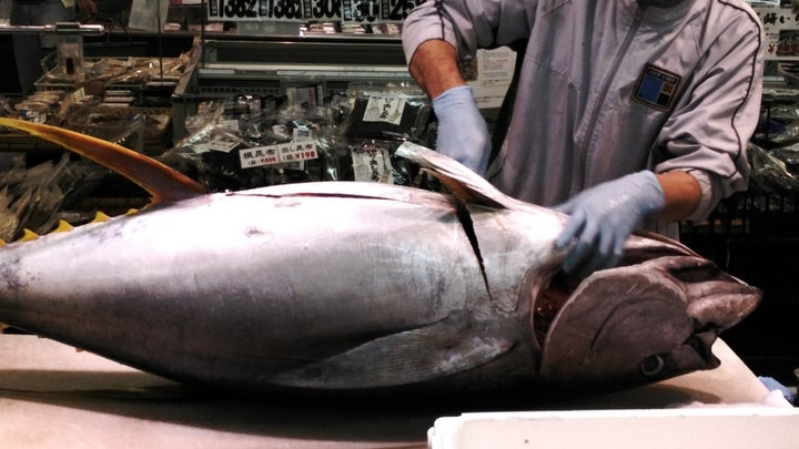 2024年3月16日開催!和歌山産まぐろ解体ショー&即売会、養殖の重要性を伝えるイベント詳細 2024年3月16日開催!和歌山産まぐろ解体ショー&即売会、養殖の重要性を伝えるイベント詳細