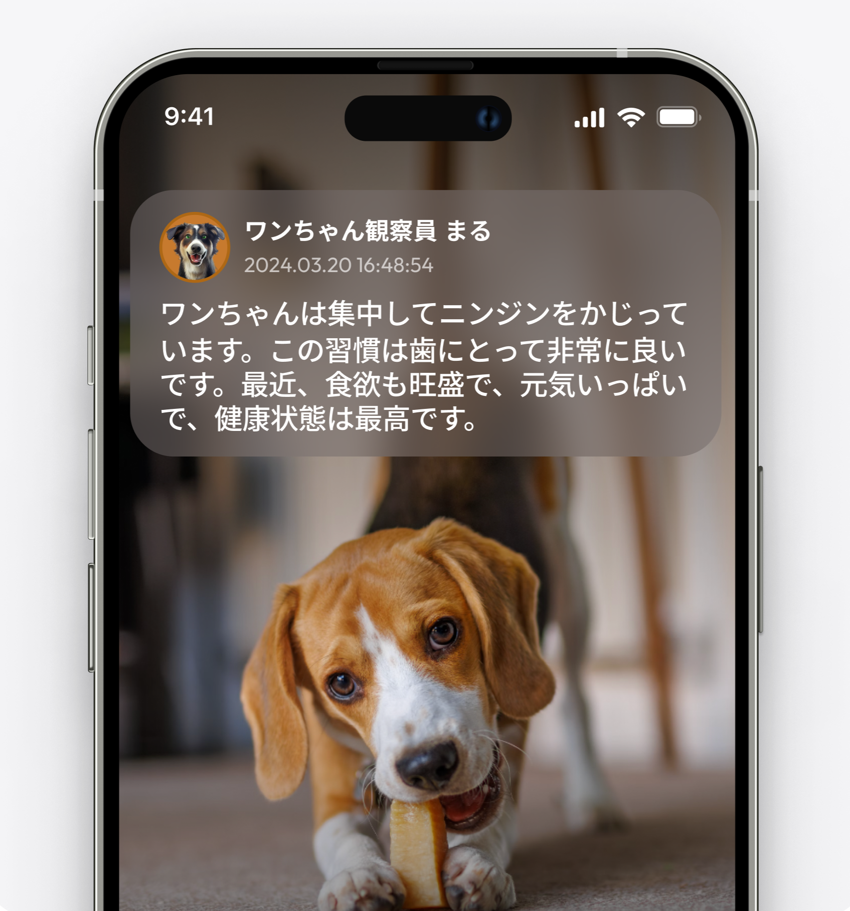 ワンちゃん観察員 まる