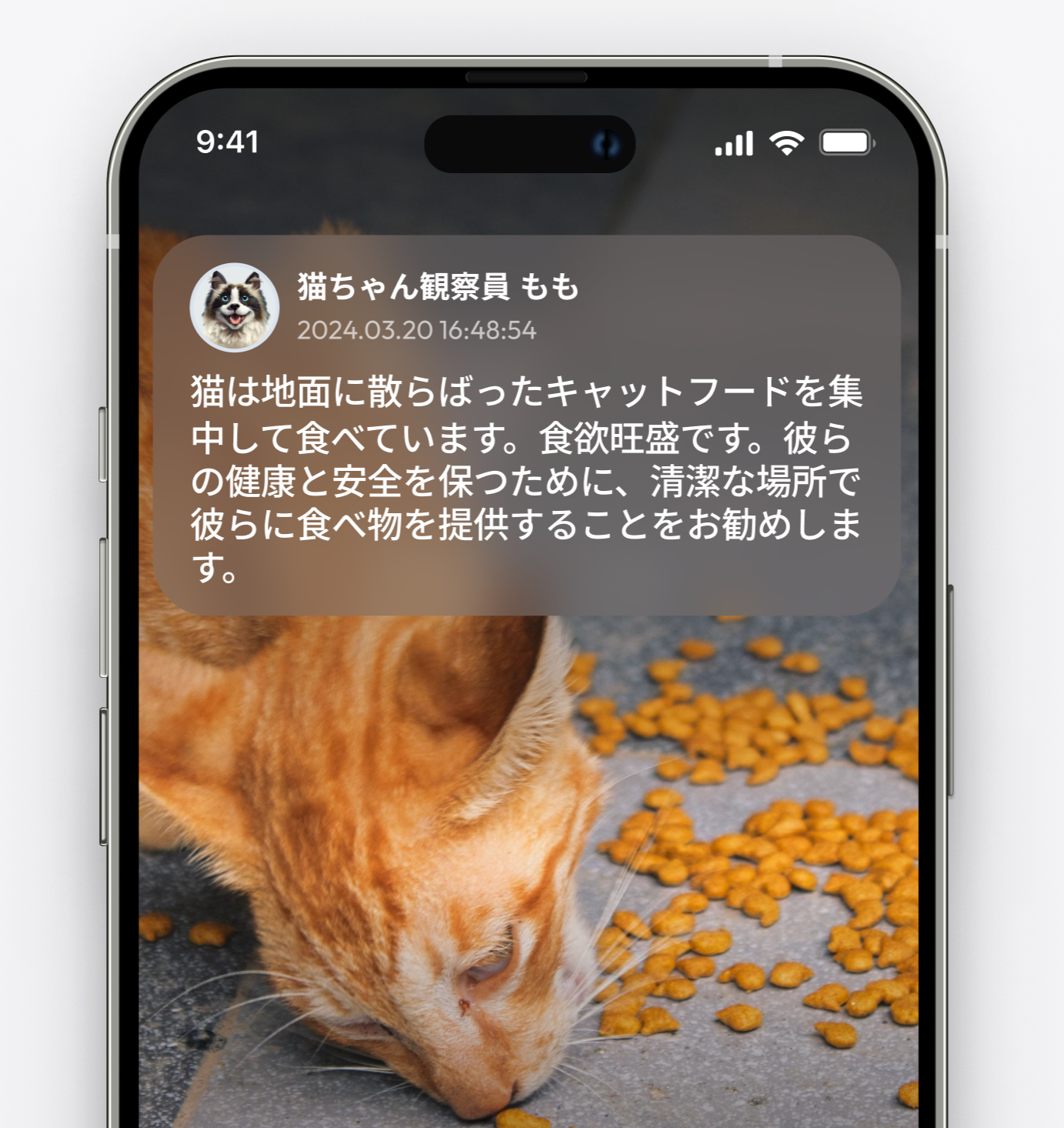 猫ちゃん観察員 もも